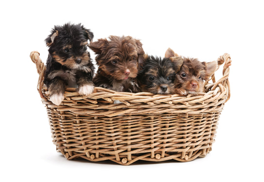 emanuel, stoltzfus, dog, breeder, yorkies, emanuel-stoltzfuss, dog-breeder, pa, kinzers, pennsylvania, usda,  puppy, puppies, ACA, ICA