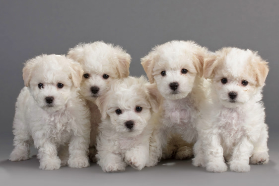 emanuel, stoltzfus, dog, breeder, litter, emanuel-stoltzfuss, dog-breeder, pa, kinzers, pennsylvania, usda,  puppy, puppies, ACA, ICA